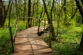 National Park Ropotamo Bulgaria. Wooden bridge leads to the Ropotamo river crossing green spring forest. Royalty Free Stock Photo