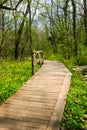 National Park Ropotamo Bulgaria. Wooden bridge leads to the Ropotamo river crossing green spring forest. Royalty Free Stock Photo