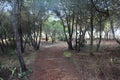 National Park of the Serra de Sao Mamede forest in portugal