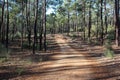 National Park of the Serra de Sao Mamede forest in portugal