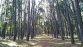 National park similipal forest pine tree called pine villa Royalty Free Stock Photo