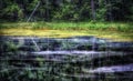 National Park Lake Water Plants Colors Trees Wilderness Royalty Free Stock Photo