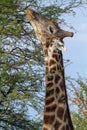 giraffe national parks of namibia between desert and savannah