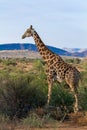 Giraffe national parks of namibia between desert and savannah