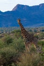 giraffe national parks of namibia between desert and savannah