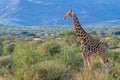 giraffe national parks of namibia between desert and savannah