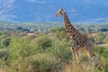 giraffe national parks of namibia between desert and savannah