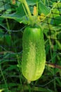 National Pickling Cucumber shot closeup hanging on a vine and fence .