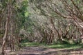 National primeval forest in Xuyen Moc District, Ba Ria Vung Tau Province, Vietnam in the dry season Royalty Free Stock Photo