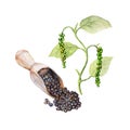 The national spice black pepper with a plant on white background, watercolor illustration