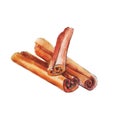 The national spice cinnamon on white background, watercolor illustration