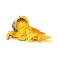 The national spice turmeric on white background, watercolor illustration