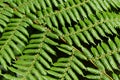 National symbol: Tree Fern in New Zealand Royalty Free Stock Photo