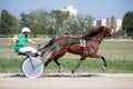 National trotting derby in Ploiesti - third place