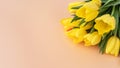 National Tulip Day. Mockup Yellow Tulip Flowers with Green Leaves. Flower Bulb Day. Space