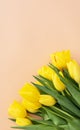 National Tulip Day. Mockup Yellow Tulip Flowers with Green Leaves. Flower Bulb Day. Space