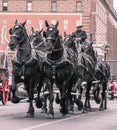 National Western Stock show Parade