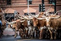 National Western Stock show Parade Royalty Free Stock Photo