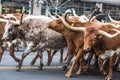 National Western Stock show Parade Royalty Free Stock Photo