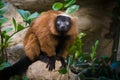 National Zoo: Red-ruffed Lemur (Varecia rubra) Royalty Free Stock Photo