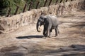 National Zoo Washingon DC: Elephant Enclosure Royalty Free Stock Photo