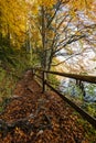 Natiral trial in autumnal forest