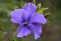 Native alyogyne huegelii `West Coast Gem` also known as a lilac hibiscus Royalty Free Stock Photo