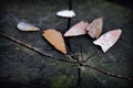 Native American arrowheads Royalty Free Stock Photo