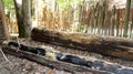 Native American dugout in different stages of construction