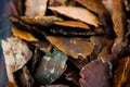 Native American Indian arrowheads