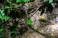 Native American Indian bird point arrowhead in creek bed