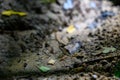 Native American Indian bird point arrowhead in creek bed