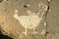 Native American petroglyphs featuring an image of a bird at Petroglyph National Monument, outside Albuquerque, New Mexico Royalty Free Stock Photo