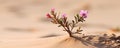 A native annual plant with persisting senescent bodies thrives in desert. Concept Desert Annuals, Native Plants, Senescent Bodies Royalty Free Stock Photo
