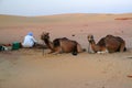 Native arab bedouin making a dinner in middle of the desert in Egypt