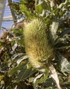 Native australian banksia flowers Royalty Free Stock Photo