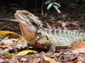 Native Australian Eastern Dragon close up Royalty Free Stock Photo