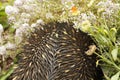 Native Australian Echidna Royalty Free Stock Photo