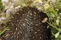 Native Australian Echidna Royalty Free Stock Photo