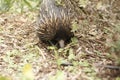 Native Australian Echidna in the garden Royalty Free Stock Photo