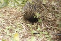 Native Australian Echidna in the garden Royalty Free Stock Photo