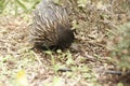 Native Australian Echidna in the garden Royalty Free Stock Photo