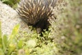 Native Australian Echidna in the garden Royalty Free Stock Photo