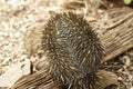 Native Australian Echidna in the garden Royalty Free Stock Photo