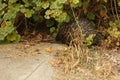 Native Australian Echidna in the garden Royalty Free Stock Photo