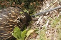 Native Australian Echidna in the garden Royalty Free Stock Photo