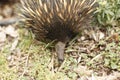 Native Australian Echidna in the garden Royalty Free Stock Photo