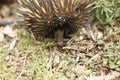 Native Australian Echidna in the garden Royalty Free Stock Photo