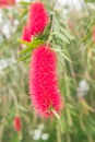 Native australian flower, bottlebrush Royalty Free Stock Photo