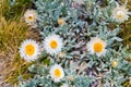 Native Australian flowers in Kosciuszko National Park, NSW, Australia